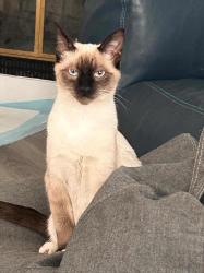 Lost Male Cat last seen Near Dutton Dr, Dallas, TX 75211, Dallas, TX 75211