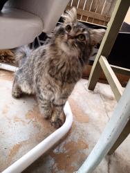 Found/Stray Unknown Cat last seen Behind McDonald's , Lubbock, TX 79412