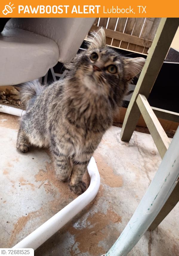 Found/Stray Unknown Cat last seen Behind McDonald's , Lubbock, TX 79412