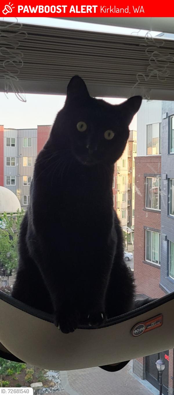 Lost Male Cat last seen By sailhouse apmts , Kirkland, WA 98034