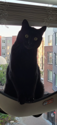 Lost Male Cat last seen By sailhouse apmts , Kirkland, WA 98034