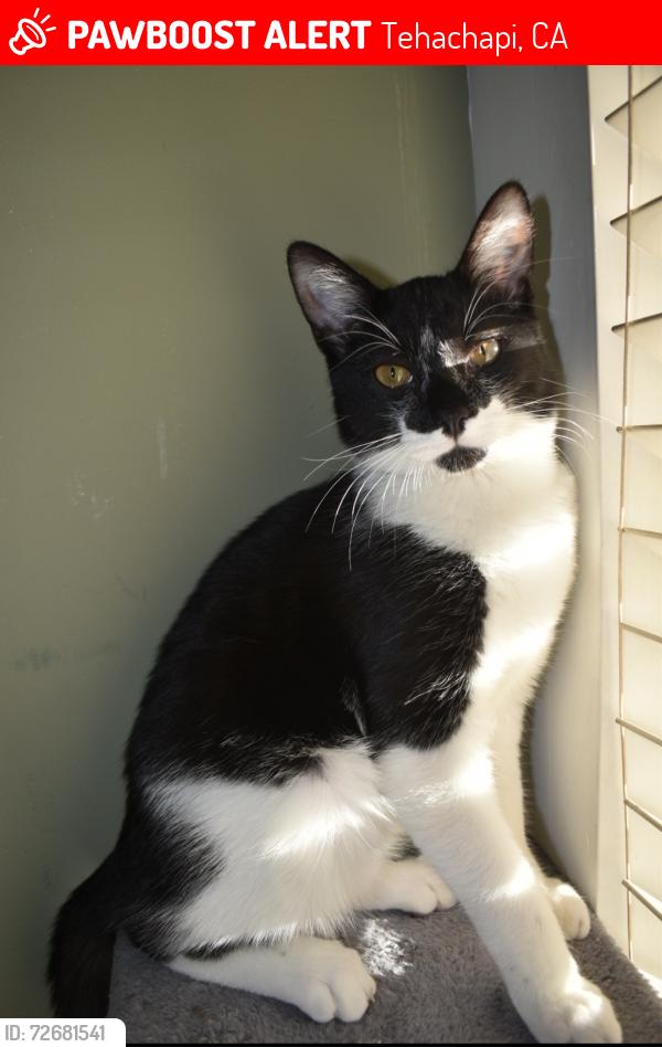 Lost Male Cat last seen Clubview, Tehachapi, CA 93561