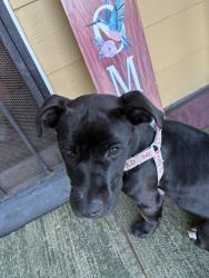 Found/Stray Female Dog last seen Tupelo , New Orleans, LA 70117