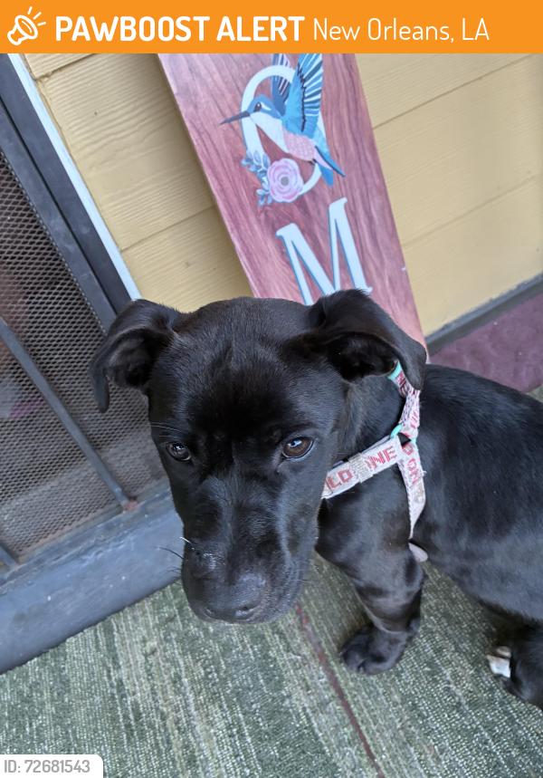 Found/Stray Female Dog last seen Tupelo , New Orleans, LA 70117