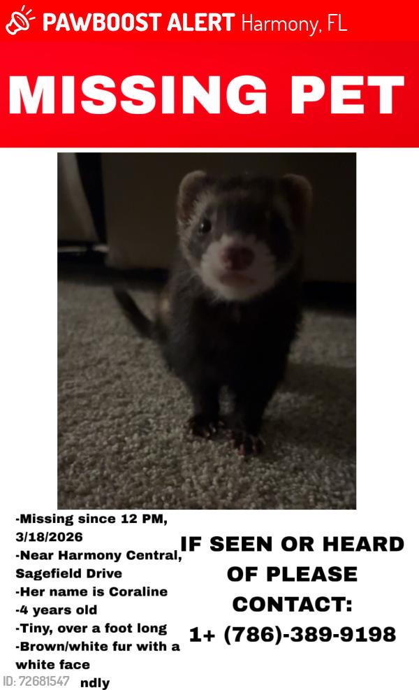 Lost Female Ferret last seen Harmony high school, Harmony, FL 34773