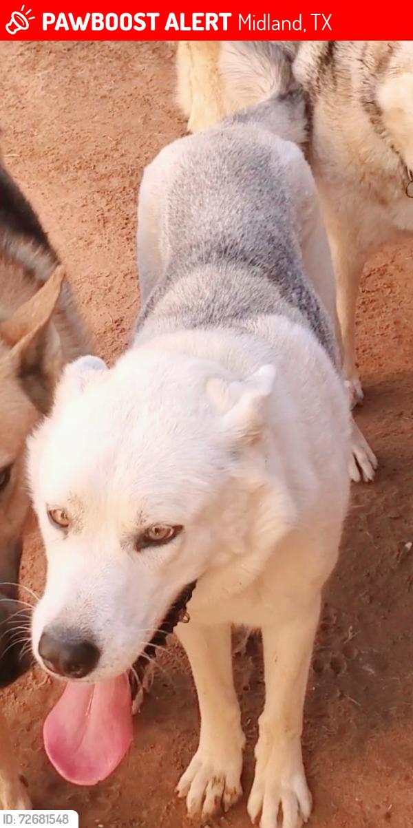 Lost Female Dog last seen Holiday Hill and Briarwood, Midland, TX 79707