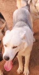 Lost Female Dog last seen Holiday Hill and Briarwood, Midland, TX 79707