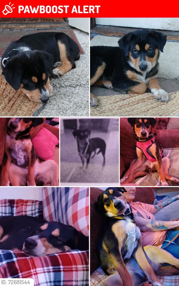 Lost Female Dog last seen 24th Vermiǰo, Colorado Springs, CO 80904