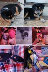 Lost Female Dog last seen 24th Vermiǰo, Colorado Springs, CO 80904