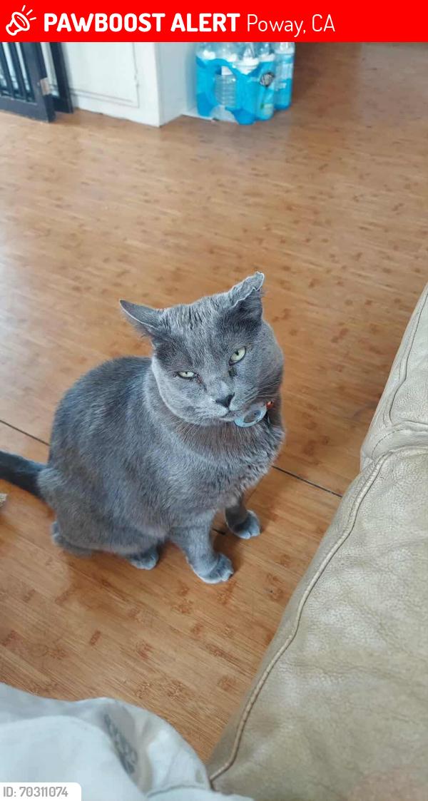 Lost Male Cat last seen Old pomerado Rd , Poway, CA 92064