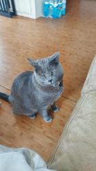 Lost Male Cat last seen Old pomerado Rd , Poway, CA 92064