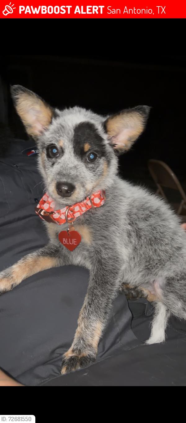 Lost Female Dog last seen Hillcrest/ spurs ranch/ rosin jaw trail, San Antonio, TX 78245