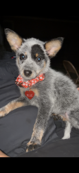 Lost Female Dog last seen Hillcrest/ spurs ranch/ rosin jaw trail, San Antonio, TX 78245