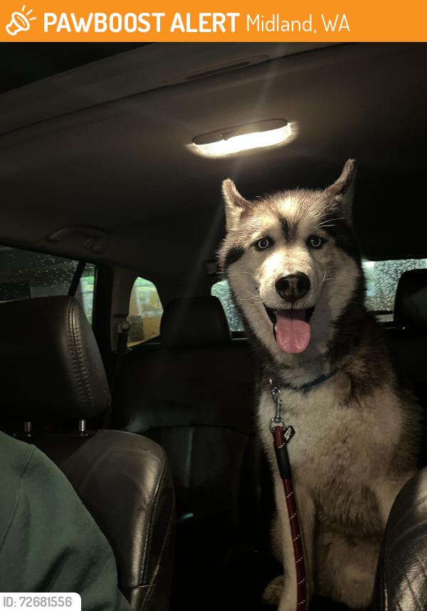 Found/Stray Male Dog last seen Behind Black Star Bar on 101st St South, Midland, WA 98444