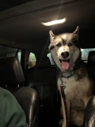Found/Stray Male Dog last seen Behind Black Star Bar on 101st St South, Midland, WA 98444