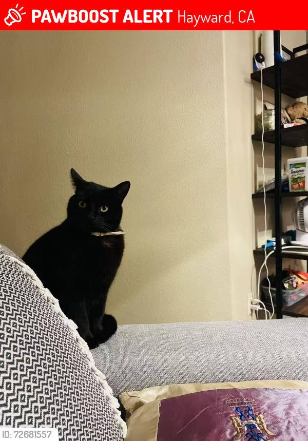 Lost Male Cat last seen Blossom Common & Blossom Way, Hayward, CA 94541