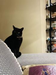 Lost Male Cat last seen Blossom Common & Blossom Way, Hayward, CA 94541