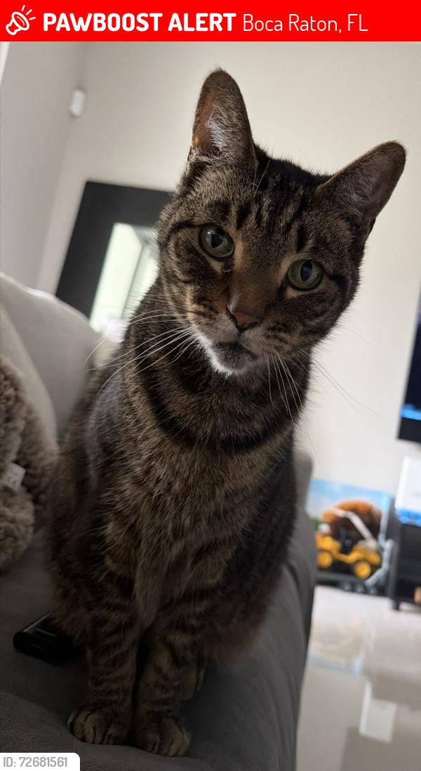 Lost Male Cat last seen 2nd ave , Boca Raton, FL 33487