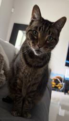 Lost Male Cat last seen 2nd ave , Boca Raton, FL 33487