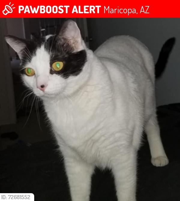 Lost Male Cat last seen Bowlin rd and Porter rd, Maricopa, AZ 85138