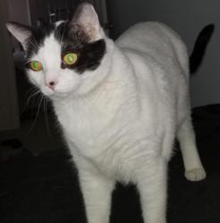 Lost Male Cat last seen Bowlin rd and Porter rd, Maricopa, AZ 85138