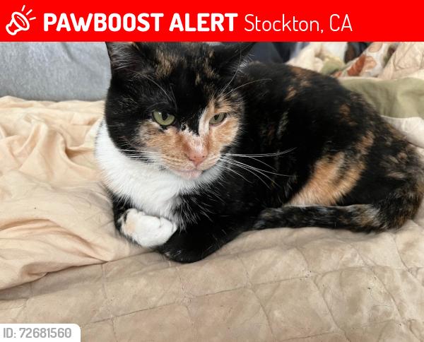 Lost Female Cat last seen Delaware Ave, Stockton, CA 95204