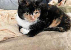 Lost Female Cat last seen Delaware Ave, Stockton, CA 95204