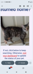 Lost Female Cat last seen Acct Philly , Philadelphia, PA 19140