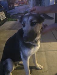 Found/Stray Female Dog last seen Links parkway, Olivehurst, Olivehurst, CA 95961