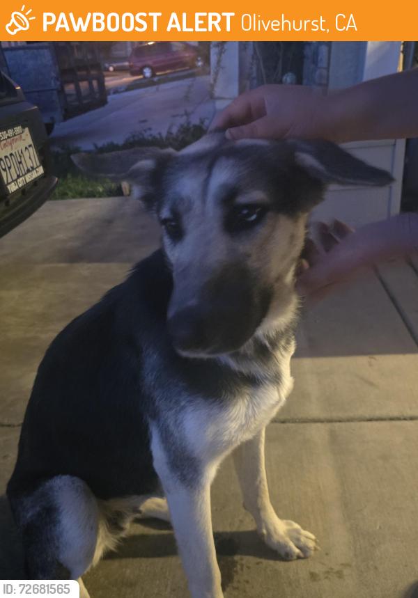 Found/Stray Female Dog last seen Links parkway, Olivehurst, Olivehurst, CA 95961