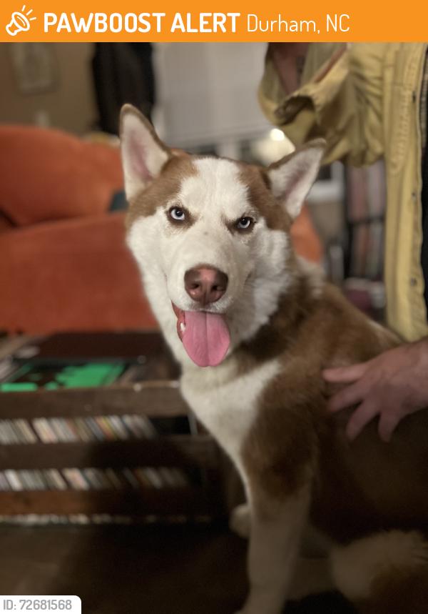 Found/Stray Male Dog last seen Guthrie & Park Ave, Durham, NC 27701