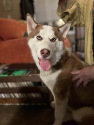 Found/Stray Male Dog last seen Guthrie & Park Ave, Durham, NC 27701