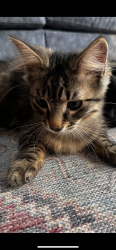 Lost Male Cat last seen Jumped out of an open window , North Yorkshire, England HG2