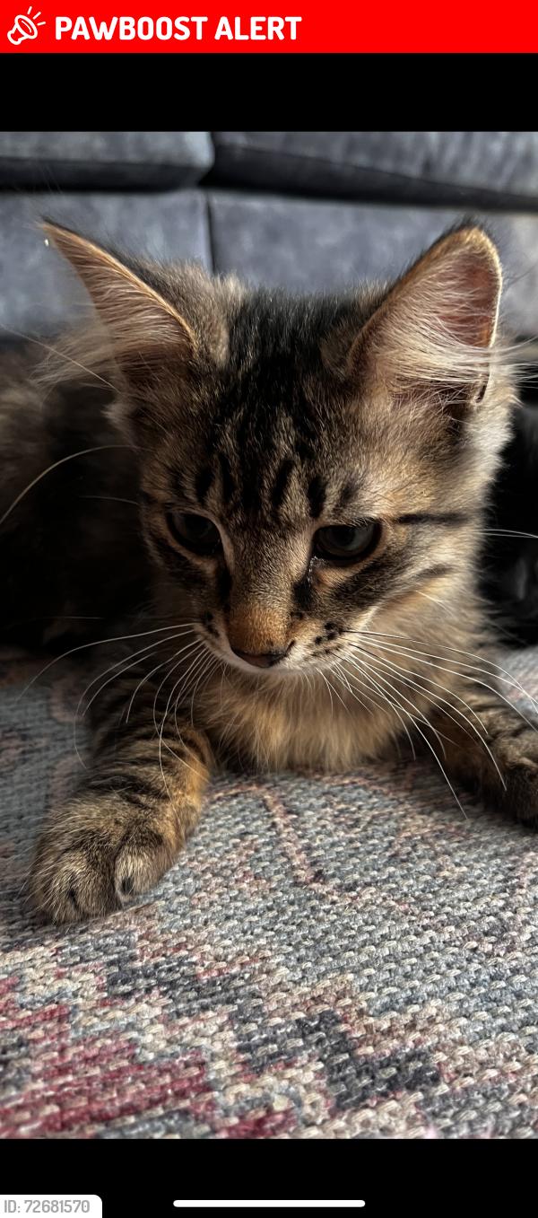 Lost Male Cat last seen Jumped out of an open window , North Yorkshire, England HG2