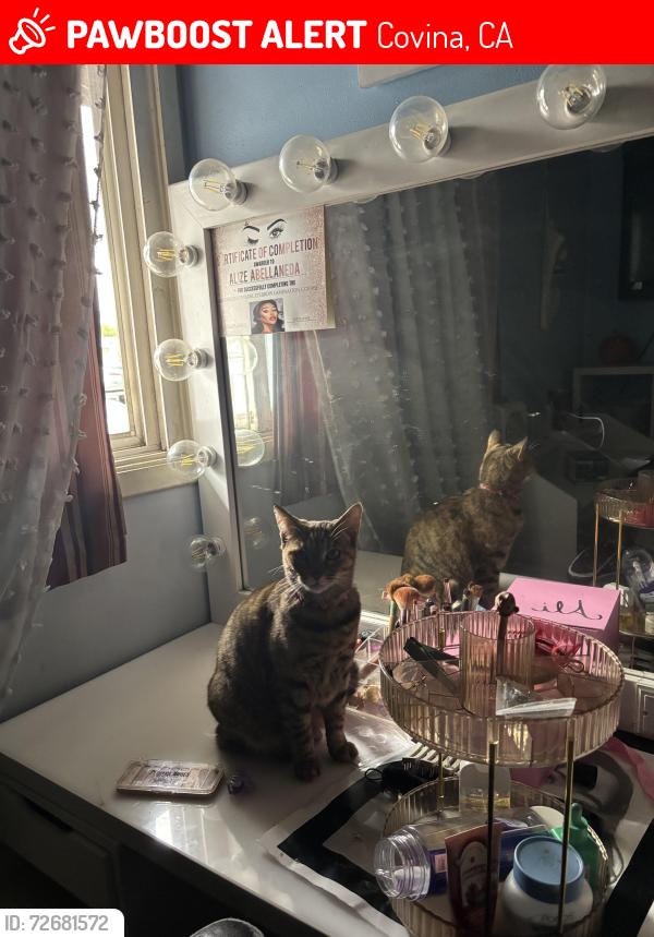 Lost Female Cat last seen Gragmont , Vincent , Covina, CA 91722