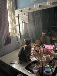 Lost Female Cat last seen Gragmont , Vincent , Covina, CA 91722