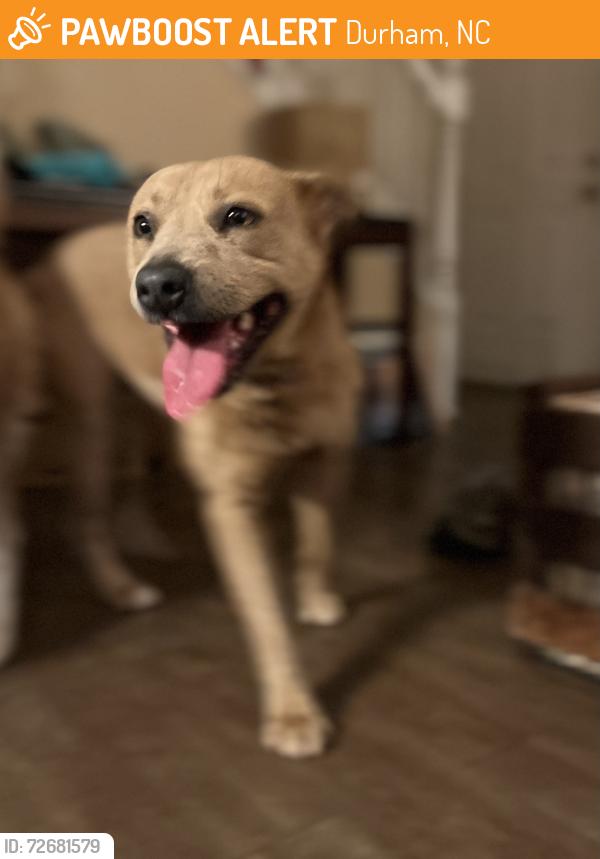 Found/Stray Female Dog last seen Guthrie & Park Ave, Durham, NC 27701