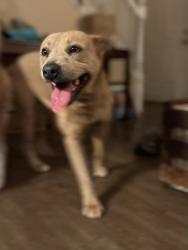 Found/Stray Female Dog last seen Guthrie & Park Ave, Durham, NC 27701