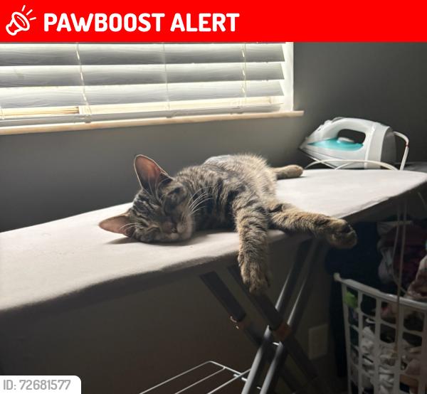Lost Male Cat last seen Hopkins mil lane , Gwinnett County, GA 30096