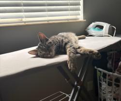 Lost Male Cat last seen Hopkins mil lane , Gwinnett County, GA 30096