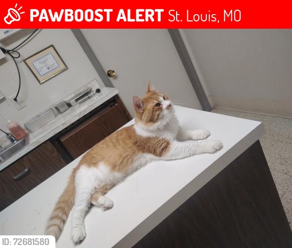 Lost Male Cat last seen Near Minnesota Ave , St. Louis, MO 63118