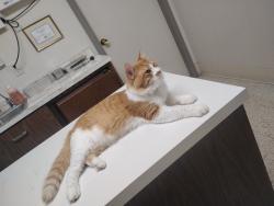 Lost Male Cat last seen Near Minnesota Ave , St. Louis, MO 63118