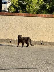 Found/Stray Unknown Cat last seen Mulberry Drive, San Marcos CA, San Marcos, CA 92069