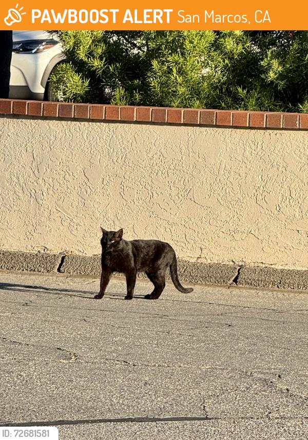 Found/Stray Unknown Cat last seen Mulberry Drive, San Marcos CA, San Marcos, CA 92069