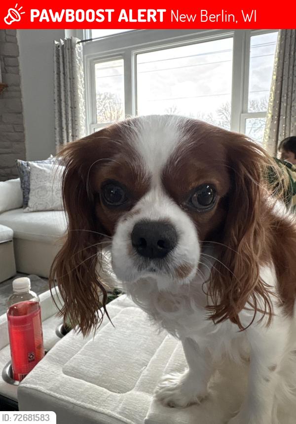 Lost Male Dog last seen Cleveland pub in New Berlin, New Berlin, WI 53151