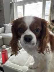 Lost Male Dog last seen Cleveland pub in New Berlin, New Berlin, WI 53151