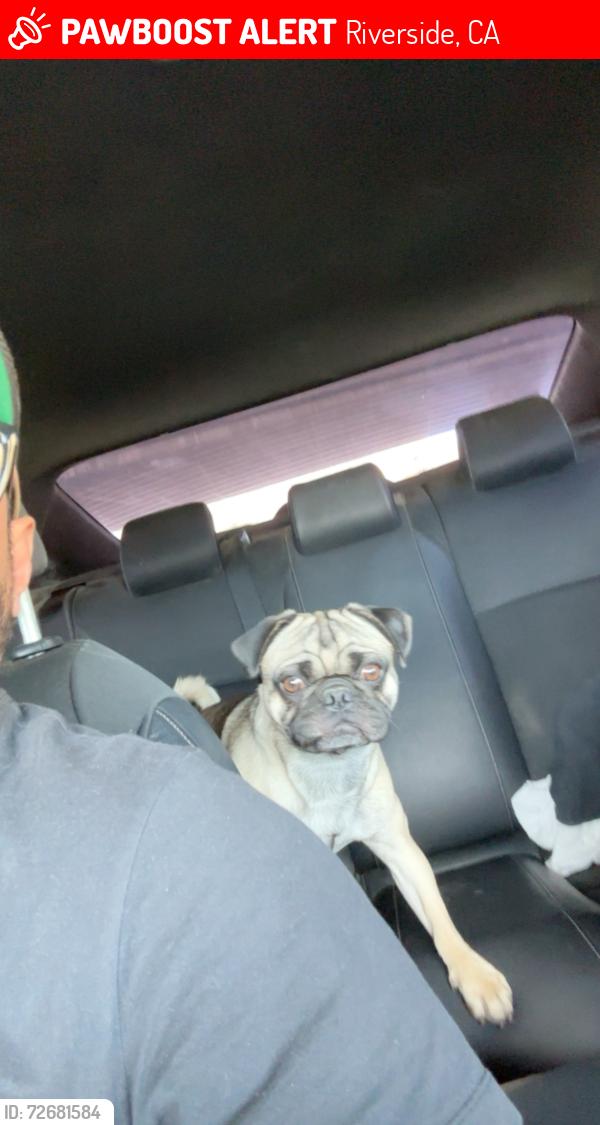 Lost Male Dog last seen Massachusetts , Riverside, CA 92507