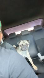 Lost Male Dog last seen Massachusetts , Riverside, CA 92507