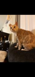 Lost Male Cat last seen Canyon Crest and Prescott (Not far from UCR area), Riverside, CA 92507