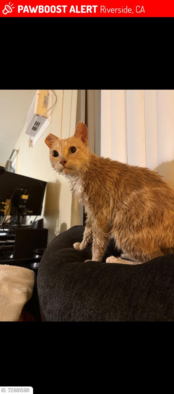 Lost Male Cat last seen Canyon Crest and Prescott (Not far from UCR area), Riverside, CA 92507